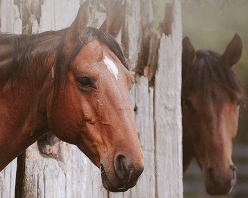 Horse Stalls for overnight rent in Horse Campground at Graves Mountain Farm