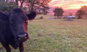 Joanie at Sunrise