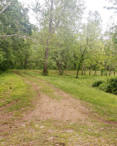 Trail from Redwood/Kite down to Meadows Pond