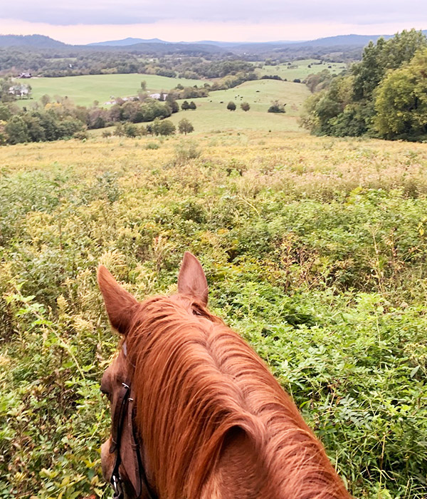 Trail riding on 1800 acres- 18 miles - at Graves Mountain Stables