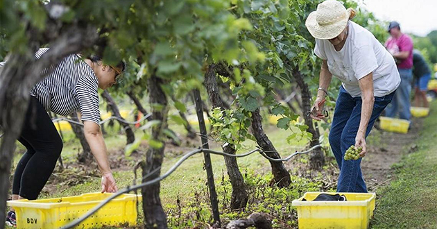 Vineyard care at DuCard Vineyard - our neighbor