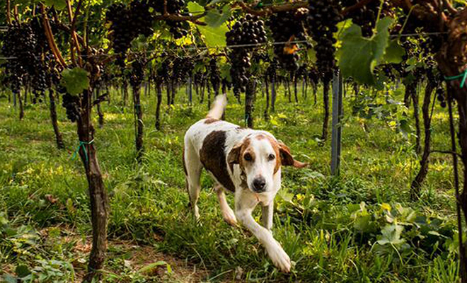 DuCard a dog and child friendly vineyard & our neighbor